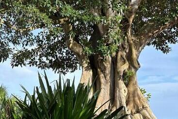 تختخواب و صبحانه Solar Dos Cantos Botanic House & Garden