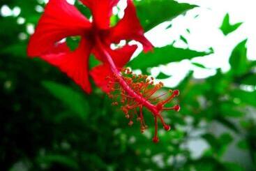 Hibiscus House Bed And Breakfast