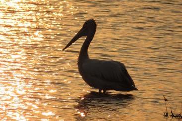 تختخواب و صبحانه Golden Park