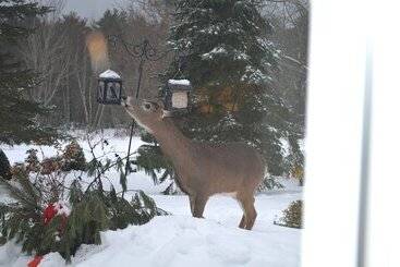 Briarwood Bed & Breakfast