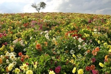 هتل Furano La Terre