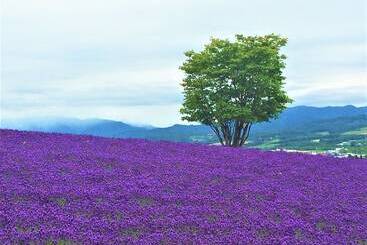 هتل Furano La Terre