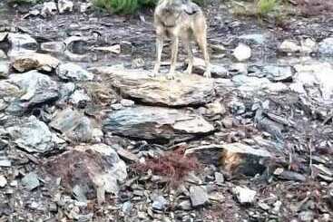 فندق Tierra De Lobos