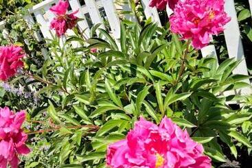 An English Garden Bed & Breakfast