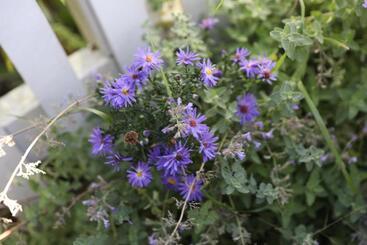 An English Garden Bed & Breakfast