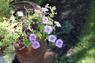 An English Garden Bed & Breakfast