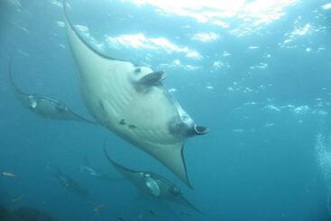 Отель Pondok Bambu Resort   5 Stars Padi Dive Centre