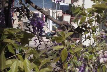 تختخواب و صبحانه Albergo Villa Lucia