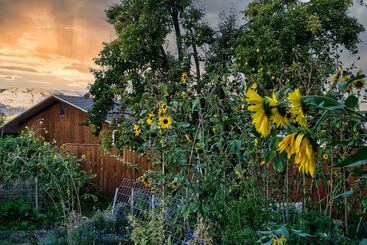 تختخواب و صبحانه The Loubird Inn