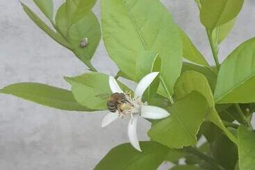 هاستل Lemon Garden