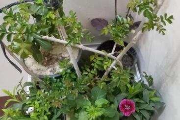 تختخواب و صبحانه Susan S Guest House