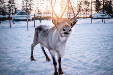 استراحتگاه Aurora Village Ivalo
