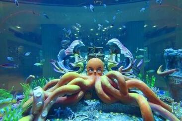 هتل Dolphin Bay