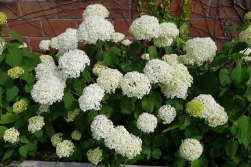 B&b De Vlierbeek