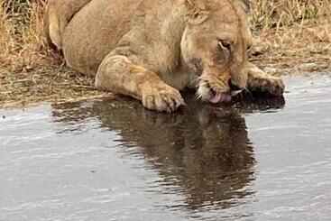پانسیون Overnight Stop Before Kruger National Park
