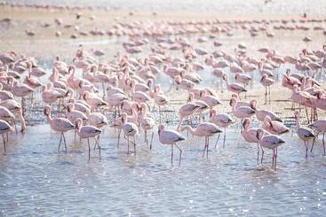 هتل Flamingo Villas Boutique
