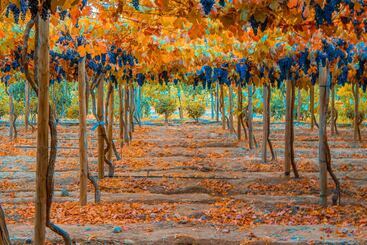 Cava Colchagua Hotel Boutique