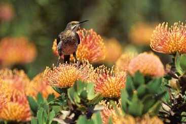 The Thatch House Boutique Hotel, Hermanus