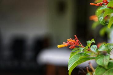 تختخواب و صبحانه Sashini Homestay