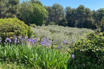 پانسیون Logement Provence Dans Domaine Oléicole