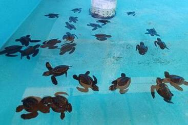 Отель The Beach Bungalows & Turtle Sanctuary