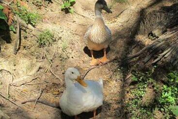 تختخواب و صبحانه Little Paradise & Petting Farm