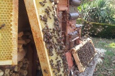 تختخواب و صبحانه 13 Bees