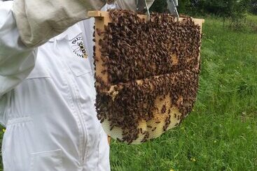 تختخواب و صبحانه 13 Bees