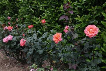 Rosemarie B&b