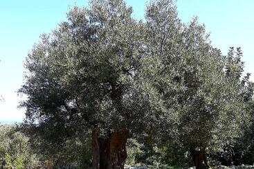 تختخواب و صبحانه Alla Panoramica