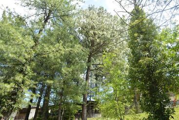 هتل Chinar Family Resort