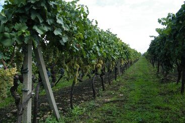 هتل Etna Wine Agriturismo