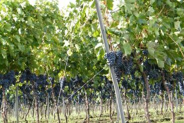هتل Etna Wine Agriturismo