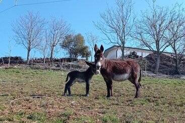 هتل Agriturismo Corte Maccini