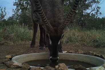 هتل The Baobab Bush Lodge, No Self Catering