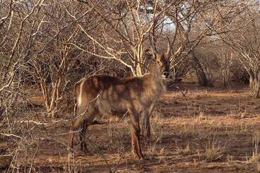 هتل The Baobab Bush Lodge, No Self Catering