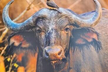 هتل The Baobab Bush Lodge, No Self Catering