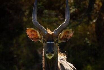هتل Wildehondekloof Game Lodge