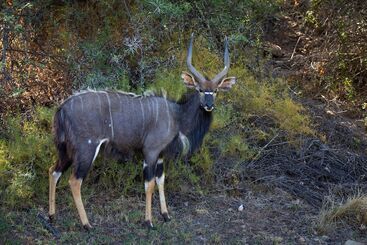 هتل Wildehondekloof Game Lodge