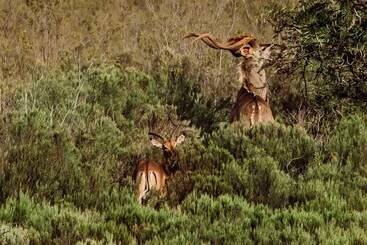 هتل Wildehondekloof Game Lodge