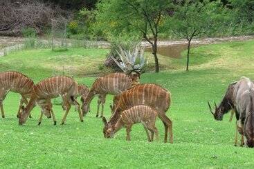 هتل Wildehondekloof Game Lodge