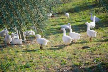هتل Azienda Agrituristica Le Bucoliche