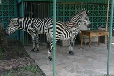 هتل Warthogs Safari Camp