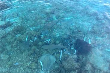 پانسیون Beach Veli