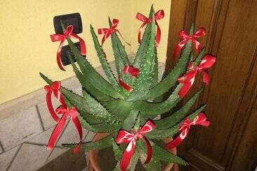تختخواب و صبحانه Garden Inn