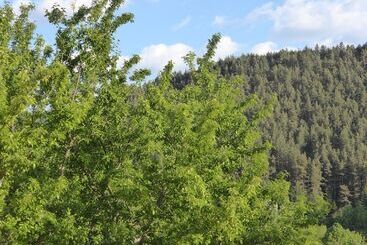 Domaine Aigoual Cevennes - Meyrueis