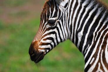 هتل Serengeti Wildebeest Camp