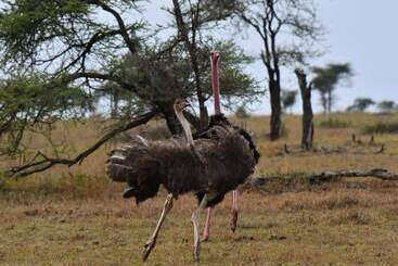 هتل Serengeti Wildebeest Camp