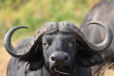 هتل Serengeti Wildebeest Camp