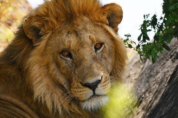 هتل Serengeti Wildebeest Camp